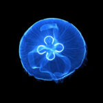 Moon Jelly fish (Aurelia Aurita) - Medium - Image 2