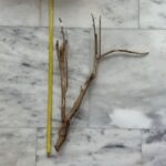 Talawa Wood 1