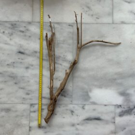 Talawa Wood 1