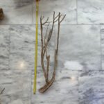 Talawa Wood 6