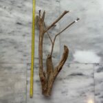 Talawa Wood 8