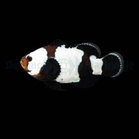 Amphiprion Ocellaris Black Snowflake