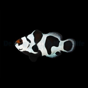 Amphiprion Ocellaris Black Storm