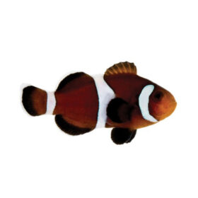 Amphiprion Ocellaris Caramel, Clown Anemonefish