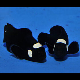 Amphiprion Ocellaris Domino