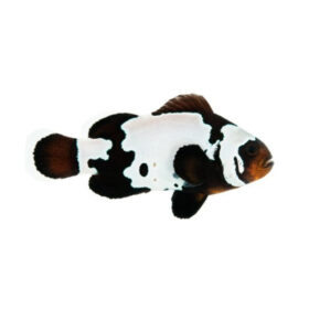 Amphiprion Ocellaris Premium Black Snowflake