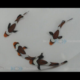 Amphiprion ocellaris mocha