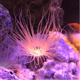 Cerianthus Tube Anemone