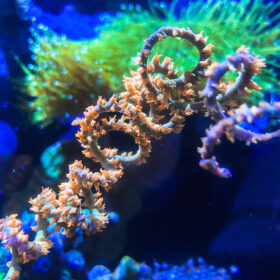 Cirrhipathes Spiralis, Spiral Gorgonia