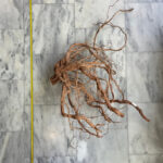 Curl Wood 1