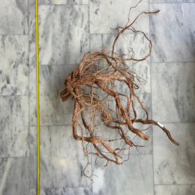 Curl Wood 1