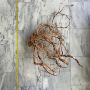 Curl Wood 1