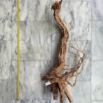 Curl Wood 2