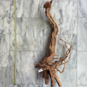 Curl Wood 2