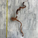 Curl Wood 7
