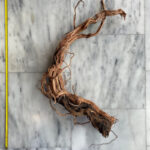 Curl Wood 7