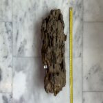 Dragon Wood 1