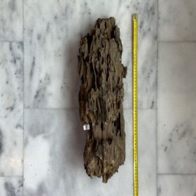 Dragon Wood 1