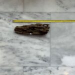 Dragon Wood 5