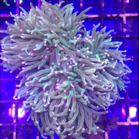 Euphyllia Glabrescens Blueberry