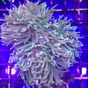 Euphyllia Glabrescens Blueberry