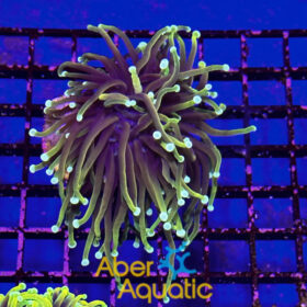 Euphyllia Glabrescens Dragon Soul