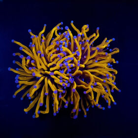 Euphyllia Glabrescens Gold Torch
