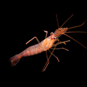 Lysmata Wurdemanni, Peppermint Cleaner Shrimp