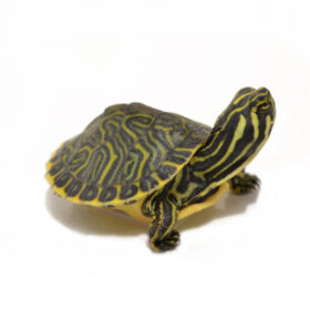 Peninsula Cooter Turtle