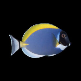 Acanthurus Leucosternon