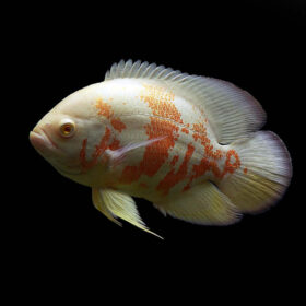 Albino Oscar, Astronotus Ocellatus