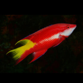 Bodianus Pulchellus, Cuban Hogfish