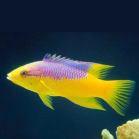 Bodianus Rufus, Spanish Hogfish