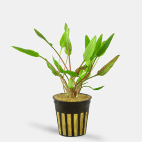 Cryptocoryne Lutea Pot