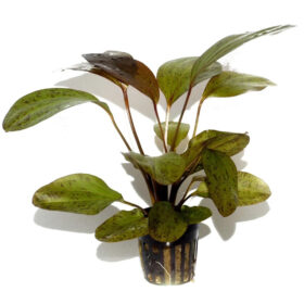 Echinodorus Ozelot Leopard Pot