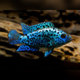 Electric Blue Jack Dempsey Cichlid