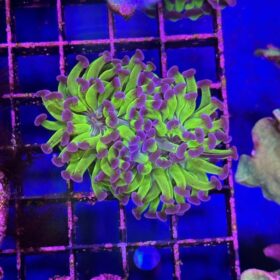 Euphyllia Ancora Reverse Stem Ultra