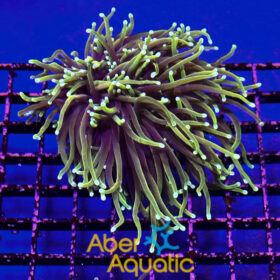 Euphyllia Glabrescens Dragon Soul 2 heads