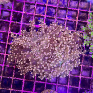 Euphyllia Paradivisa Orange-Yellow, Frogspawn Coral
