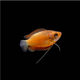 Gourami Honey Red