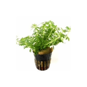 Limnophila Mini Vietnam Pot