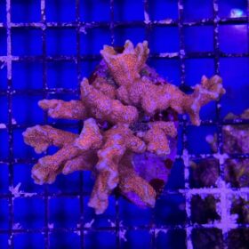 Montipora Branched Forest Fire