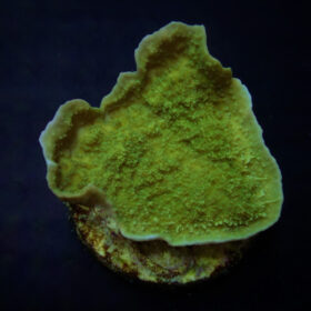 Montipora Laminar Green