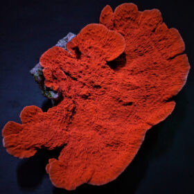 Montipora Laminar Orange-Red