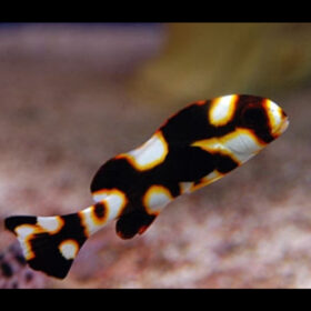 Plectorhinchus Orientalis (Vittatus), Oriental Sweetlips