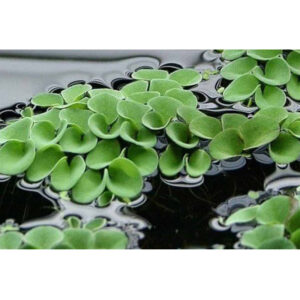 Salvinia Natans (5 τμχ)