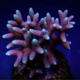 Seriatopora Caliendrum Pink Fiji Tonga