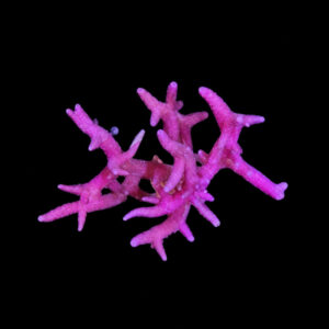 Seriatopora Hystrix Pink