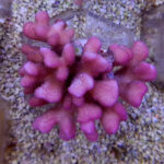 Stylophora Pistillata Pink Tonga