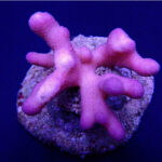 Stylophora Pistillata Pink Tonga 